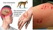 5 Rabies Prevention Tips for Dogs