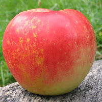 A conical apple with a light red-pink blush