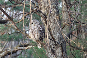 barred owl on bur oak