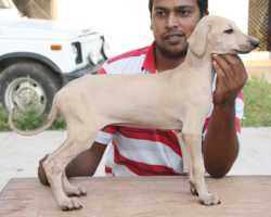 Chippiparai the Indian Originated Hound Dog