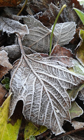 frosty leaves