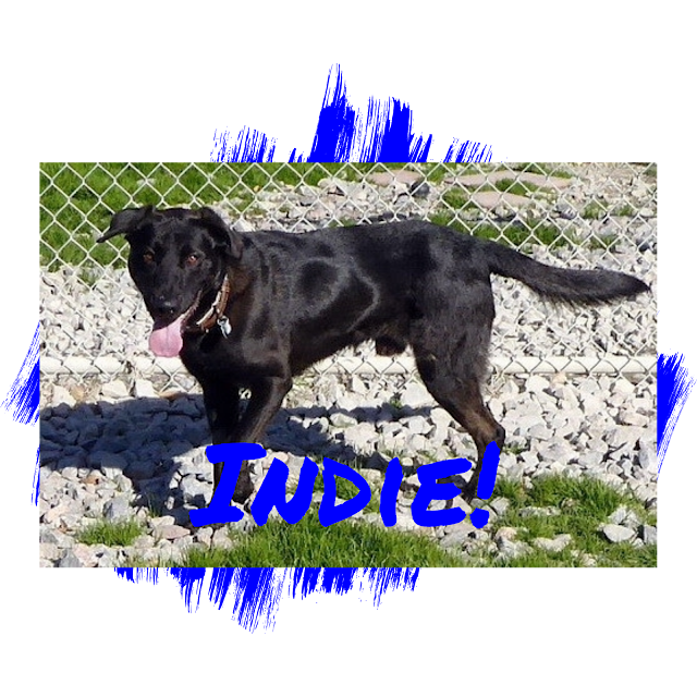 Black Labrador Retriever Dog Adoption