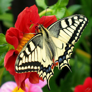 Fesoj - Papilio machaon (by) fesoj http://www.flickr.com/photos/16847028@N07/3703041681/ Licensed under Creative Commons Attribution 2.0