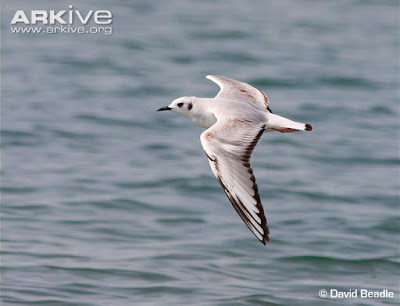 Bonaparte´s Gull