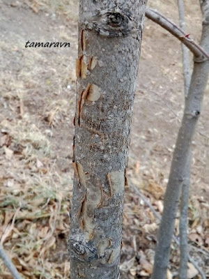 Липа амурская (Tilia amurensis)