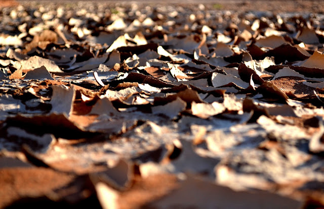 Dried mud in Sossusvlei