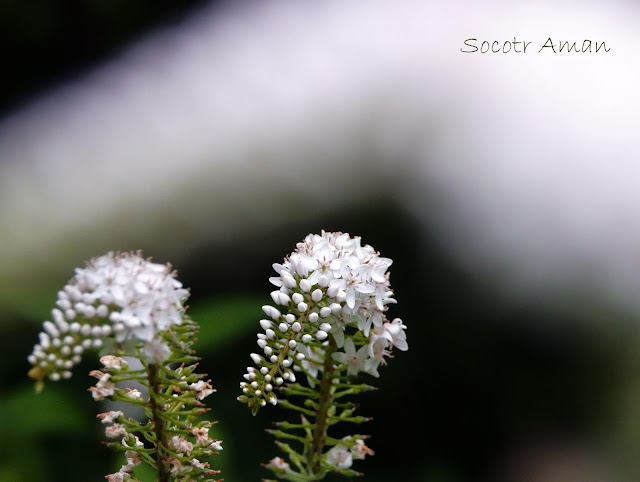 Lysimachia clethroides