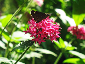 close-up of butterfly on flower