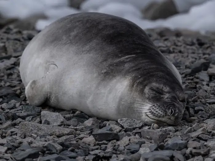 Capacidade de elefantes marinhos dormirem debaixo d’água surpreende cientistas