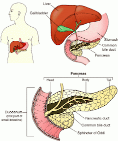 Dibujo del páncreas en el cuerpo humano (donde está ubicado) y nombre de partes en inglés