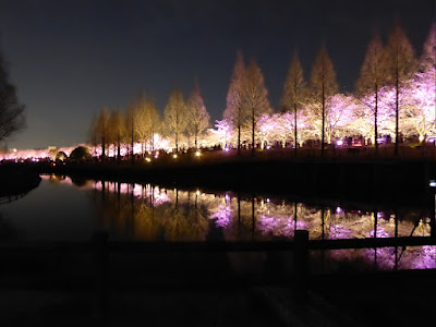 打上川治水緑地 桜のライトアップ（大阪府寝屋川市）