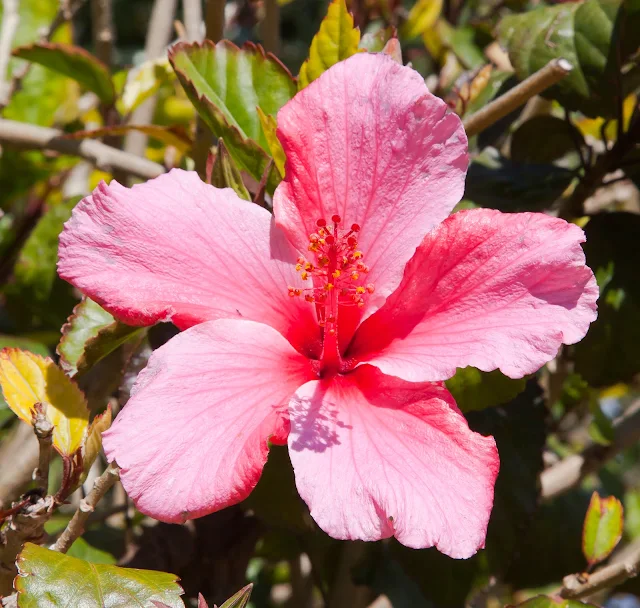 Características-da-Planta-de-Hibisco-Hibiscus-rosa-sinensis