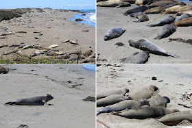 Spusht | Thousands of Elephant Seals on the way to Los Angeles