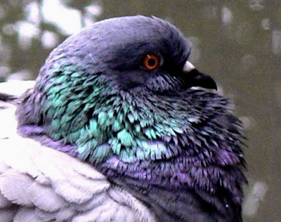 close up of blue bar pigeon