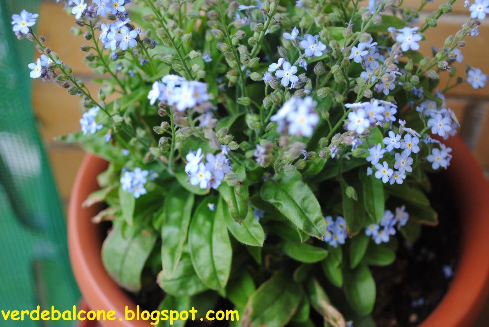 Verde Balcone Non Ti Scordar Di Me Myosotis Fiore Utile