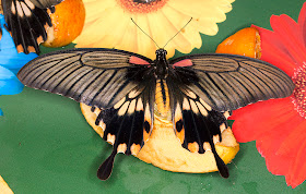 Great Mormon, Papilio memnon, female.  Wisley Gardens, Butterflies in the Glasshouse, 10 February 2015.