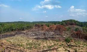 Combodia_deforestation_Crisis