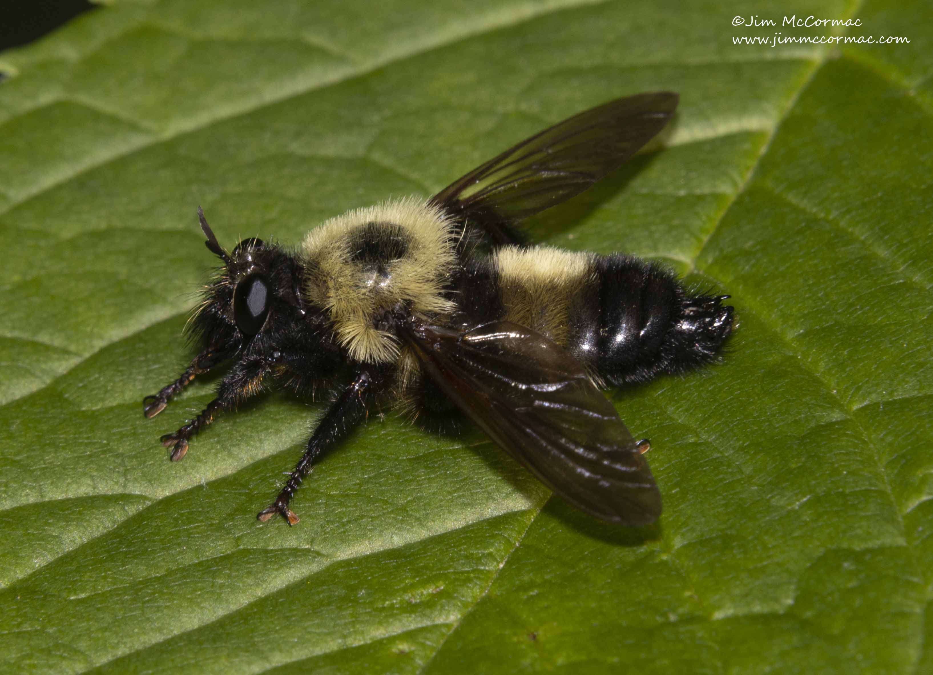 Bumble Bee and Wasp Wings - Lichen Labs