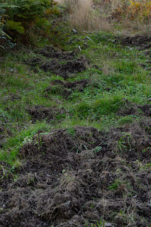 Naturfotografie Waldfotografie Weserbergland Olaf Kerber