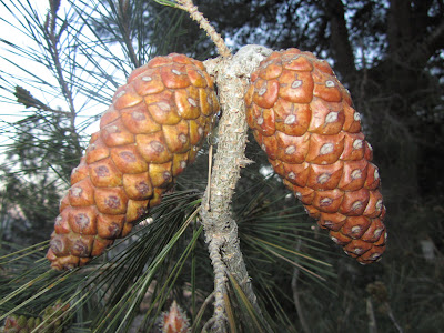 Serra del Montmell, pinyes de pi al bosc del Montmell