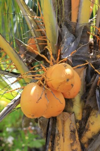 kelapa gading orange di medan