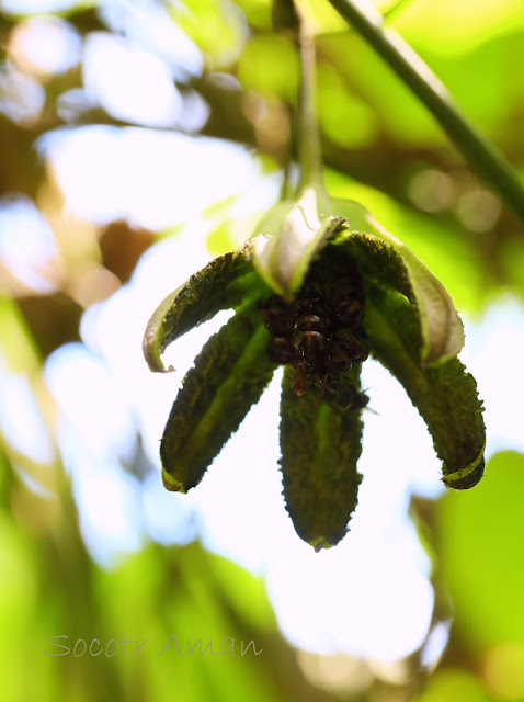 Aristlochia kaempferi