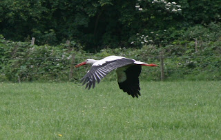 natuurfotografie;ooievaar