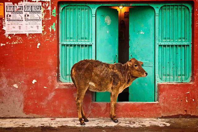 ayurvedic view on milk