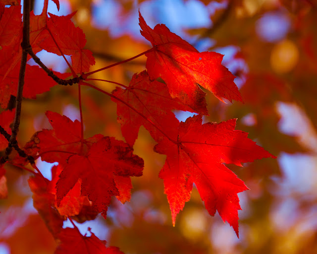 Fall Leaves Photo by DrillerAA09