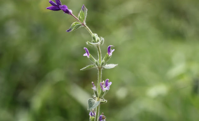 Annual Clary Sage