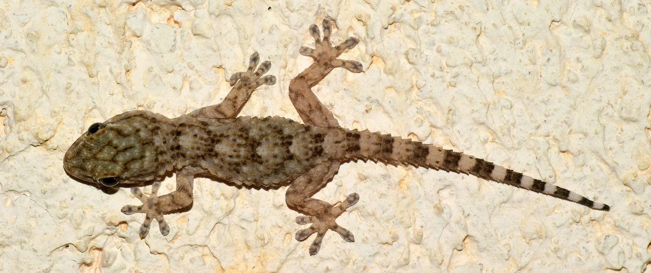 DNA Analysis Unveils Origins of Enigmatic Giant Gecko