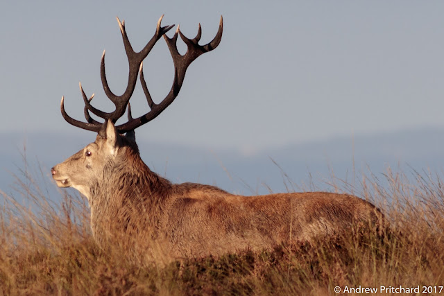 A stag with sixteen tines looks across the moor.