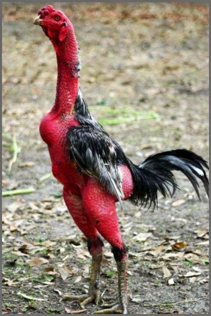  Ayam  Bangkok Aduan Terbaik Didunia Ayam  Lihat Gambar  