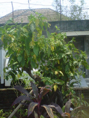 +Gambar pohon bunga kenanga di taman rumah sederhana