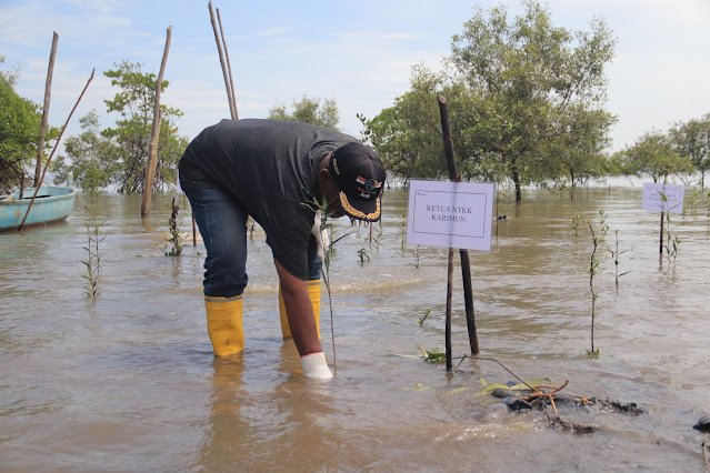 Jaga Kelestarian Mangrove, PT Timah Tbk Kembali Tanam Ratusan Mangrove di Pulau Setunak