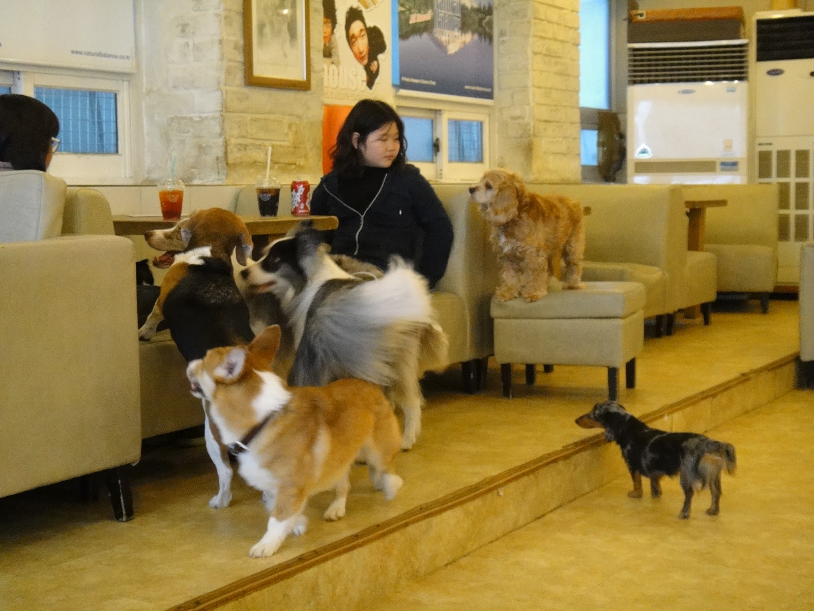 Jon Pang s Korean  Adventure Dog  Cafe  Bau House