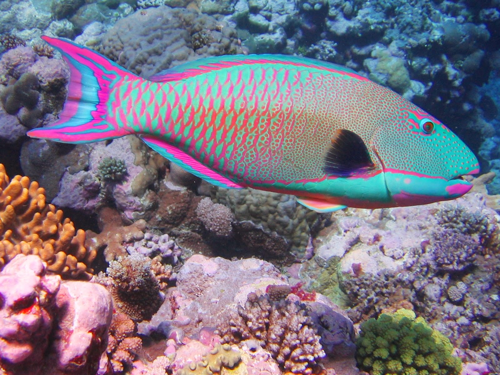 Gambar Ikan Laut  Dunia Binatang 