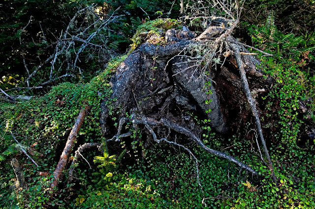 Nova Scotia; Gaff Point