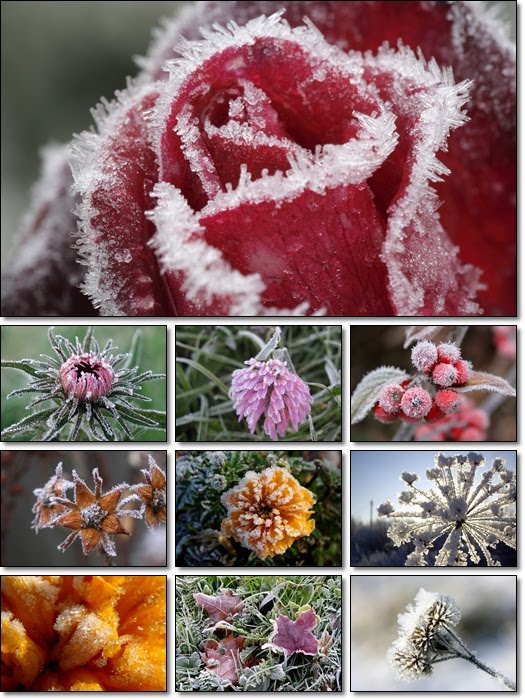 Plants in Hoarfrost Wallpapers Pack 