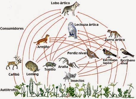 Actividad: Cadenas y redes Tróficas ~ Con-CIENCIA