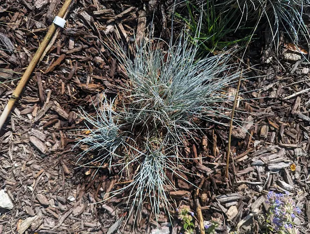 Dividing Blue Fescue Ornamental Grasses in Fall