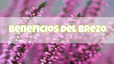 Beneficios Del Brezo