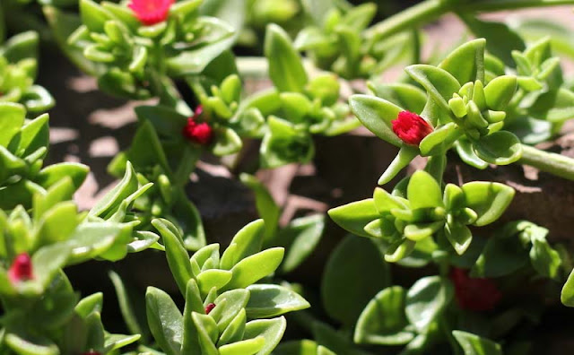 Aptenia Cordifolia Flowers Pictures