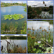 Green Point Urban Park with the Cape Town Stadium (green point urban park with cape town stadium )