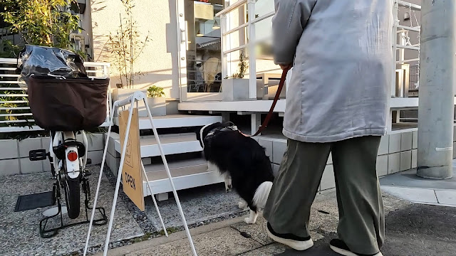 保護犬 ボーダーコリー トーマ fikasmysa