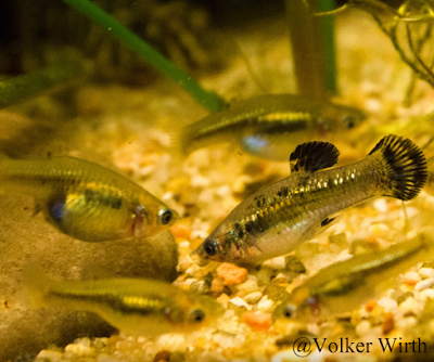 Dwarf Molly, Poecilia chica (R. R. Miller, 1975)