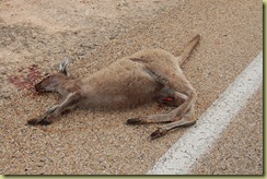 Kangaroo 1