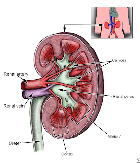 polycystic kidney disease with UTI