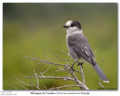 Arrendajo canadiense (Perisoreus canadensis)