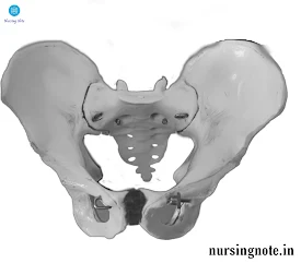 A bony structure of the maternal pelvis